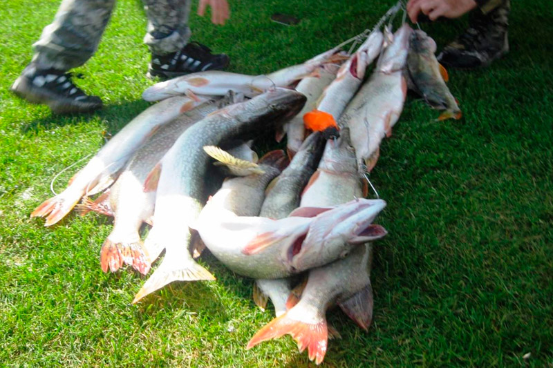Улов рыбы в Сузуне